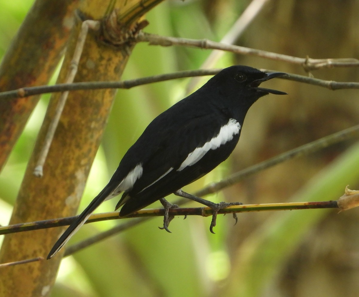 Oriental Magpie-Robin - ML645896440