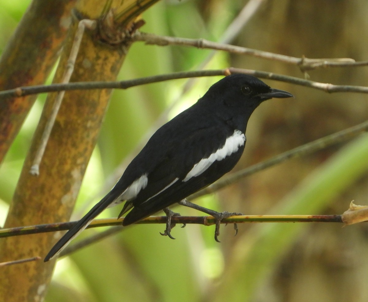 Oriental Magpie-Robin - ML645896441