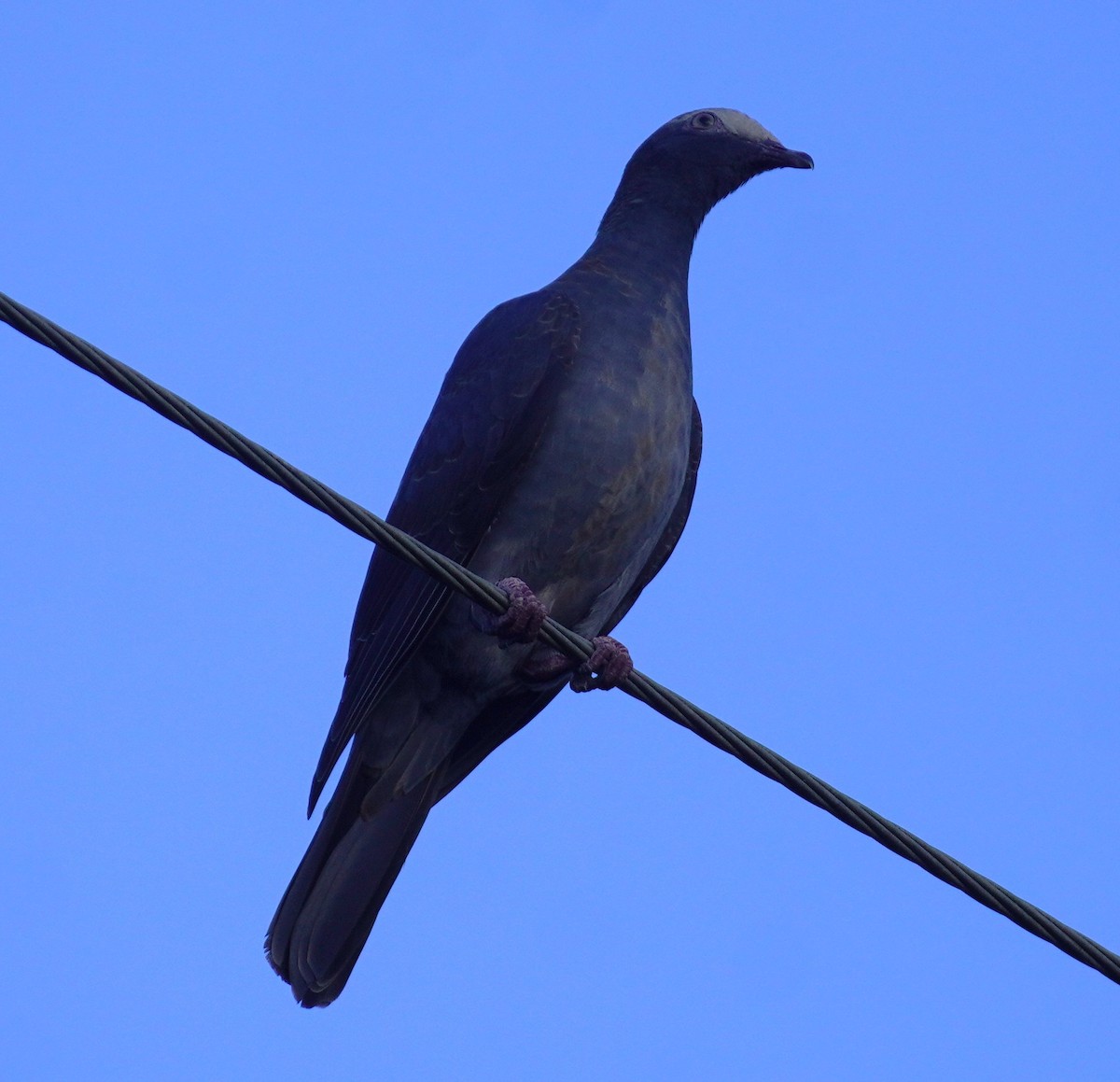 holub antilský - ML645896449