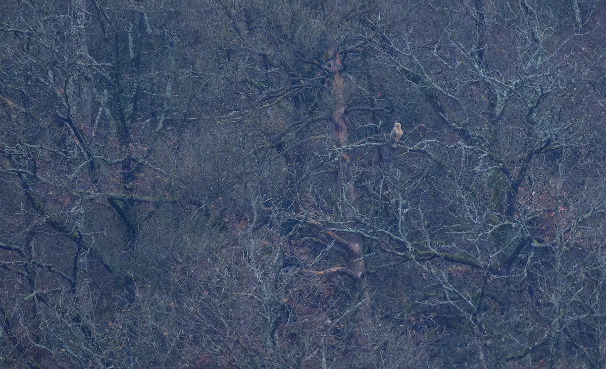 Greater Spotted Eagle - ML645896451