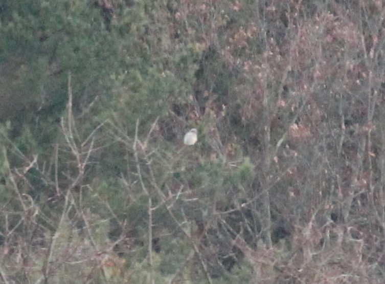 オオモズ - ML645896457