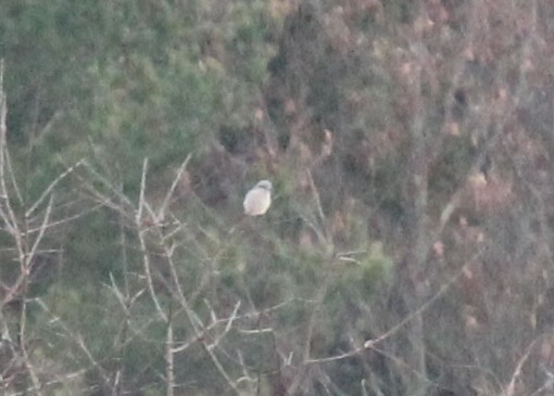 オオモズ - ML645896458