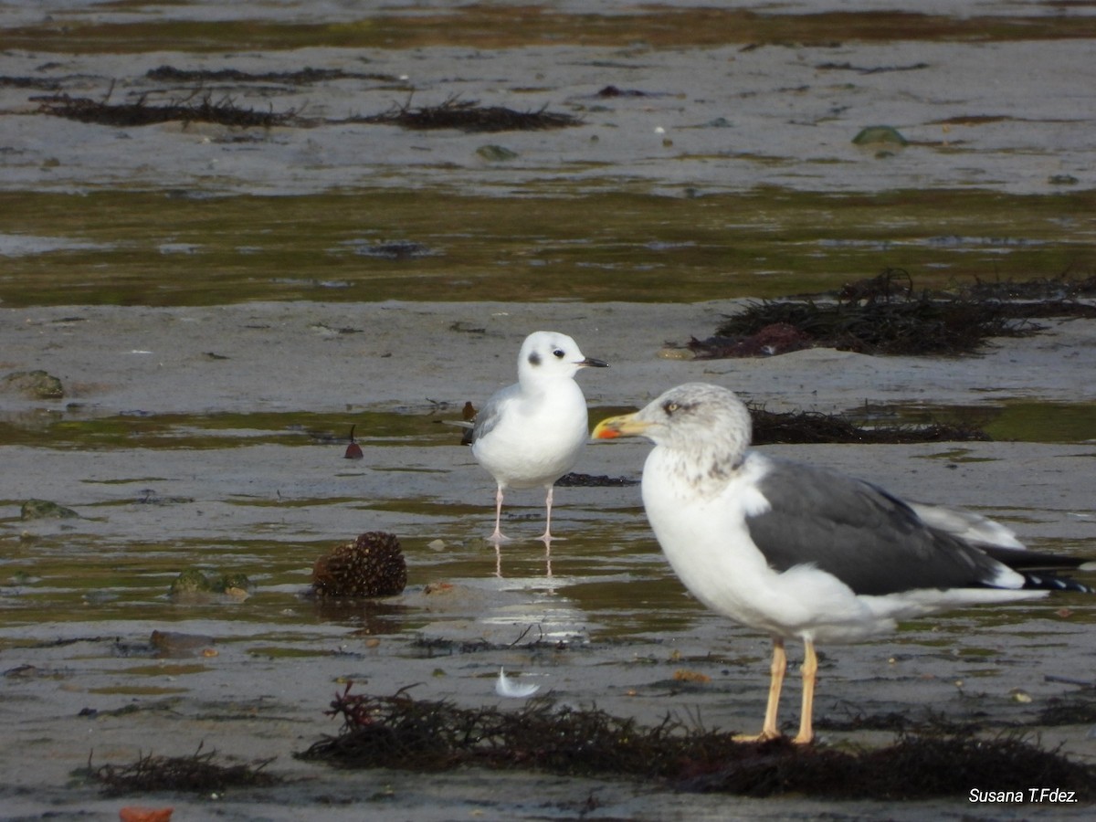 Bonaparte's Gull - ML645896459