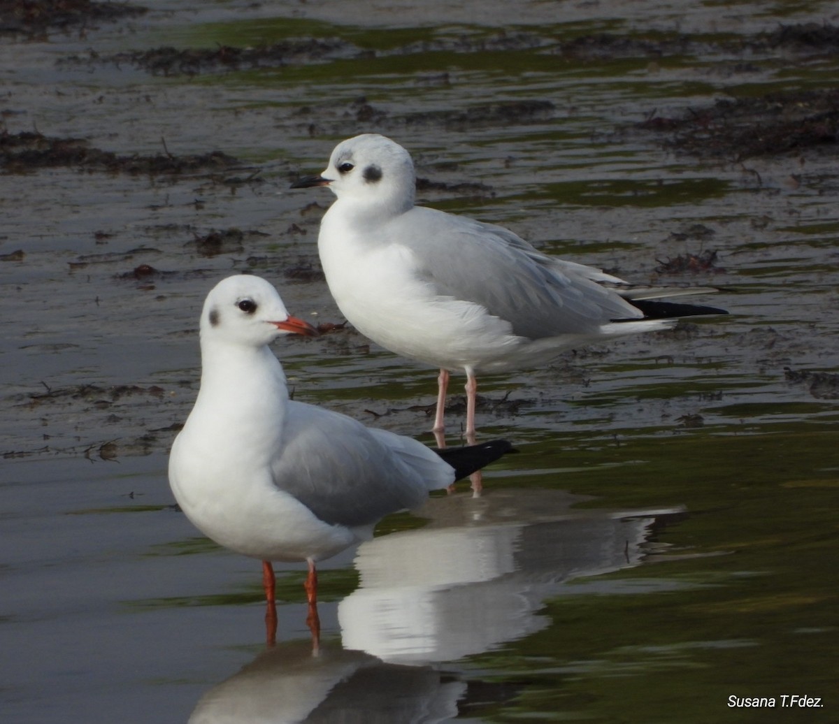 Bonaparte's Gull - ML645896460