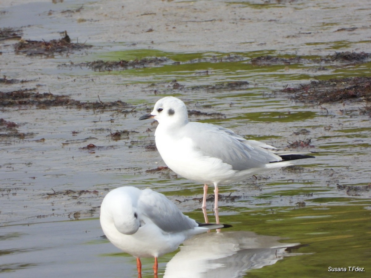 Bonaparte's Gull - ML645896461