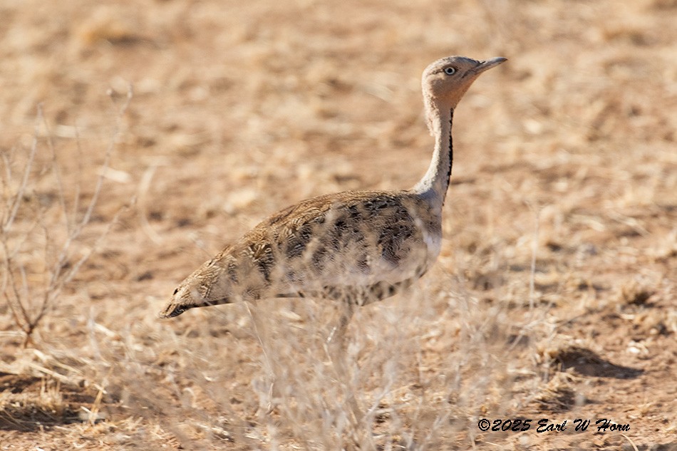 Buff-crested Bustard - ML645896463