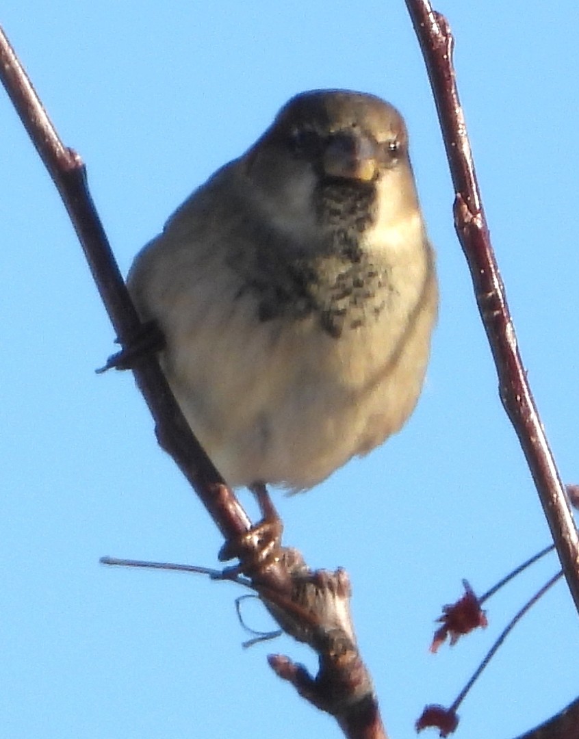 House Sparrow - ML645896465