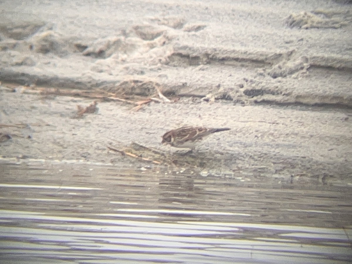 Lapland Longspur - ML645896466