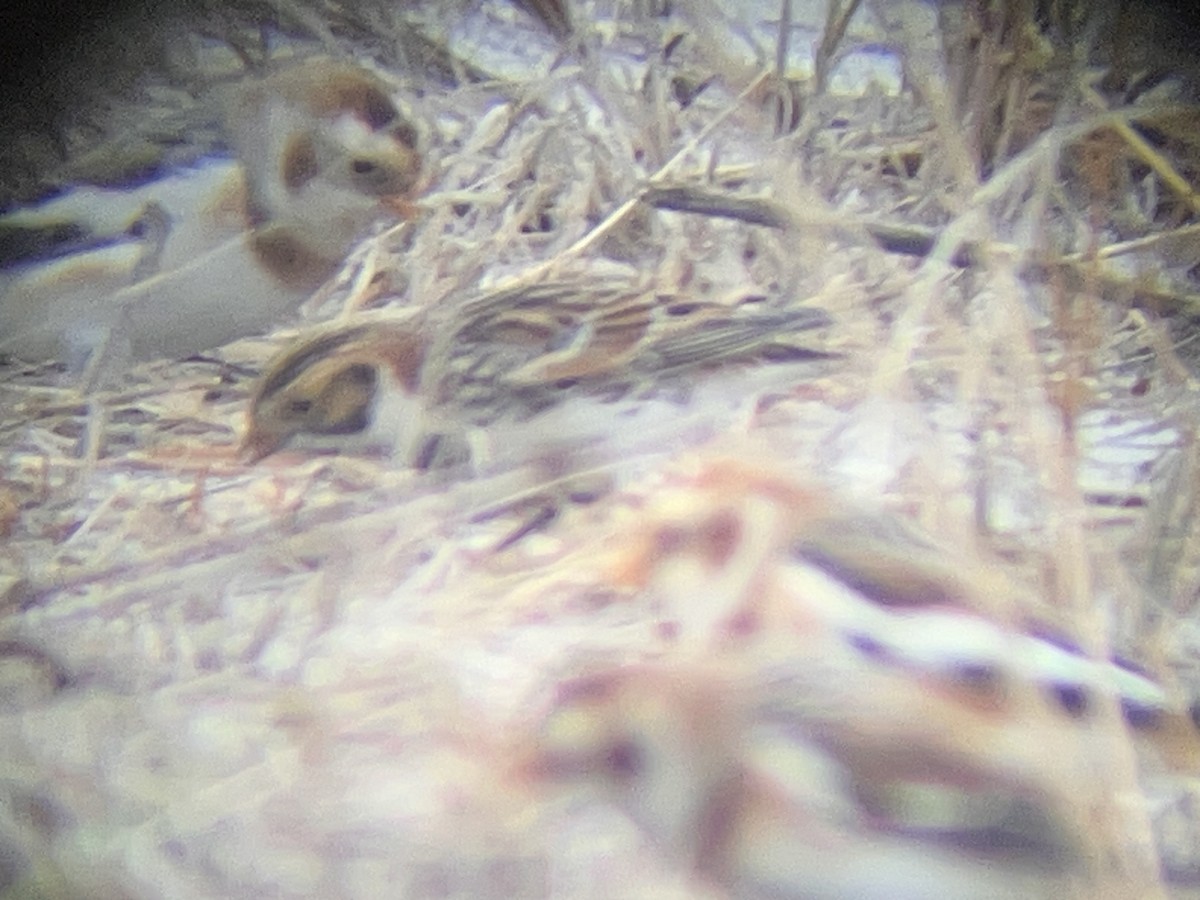 Lapland Longspur - ML645896468