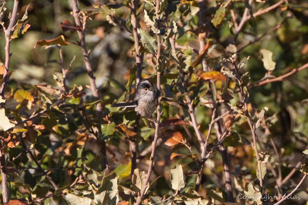 mlynařík dlouhoocasý - ML645896482