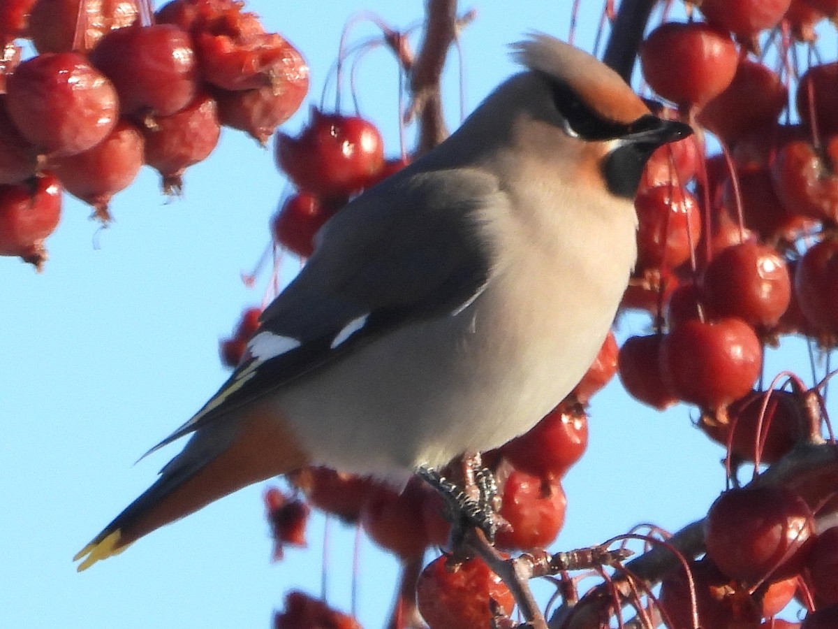 Buztanori boreala - ML645896485