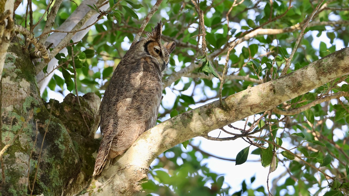 výr virginský - ML645896493