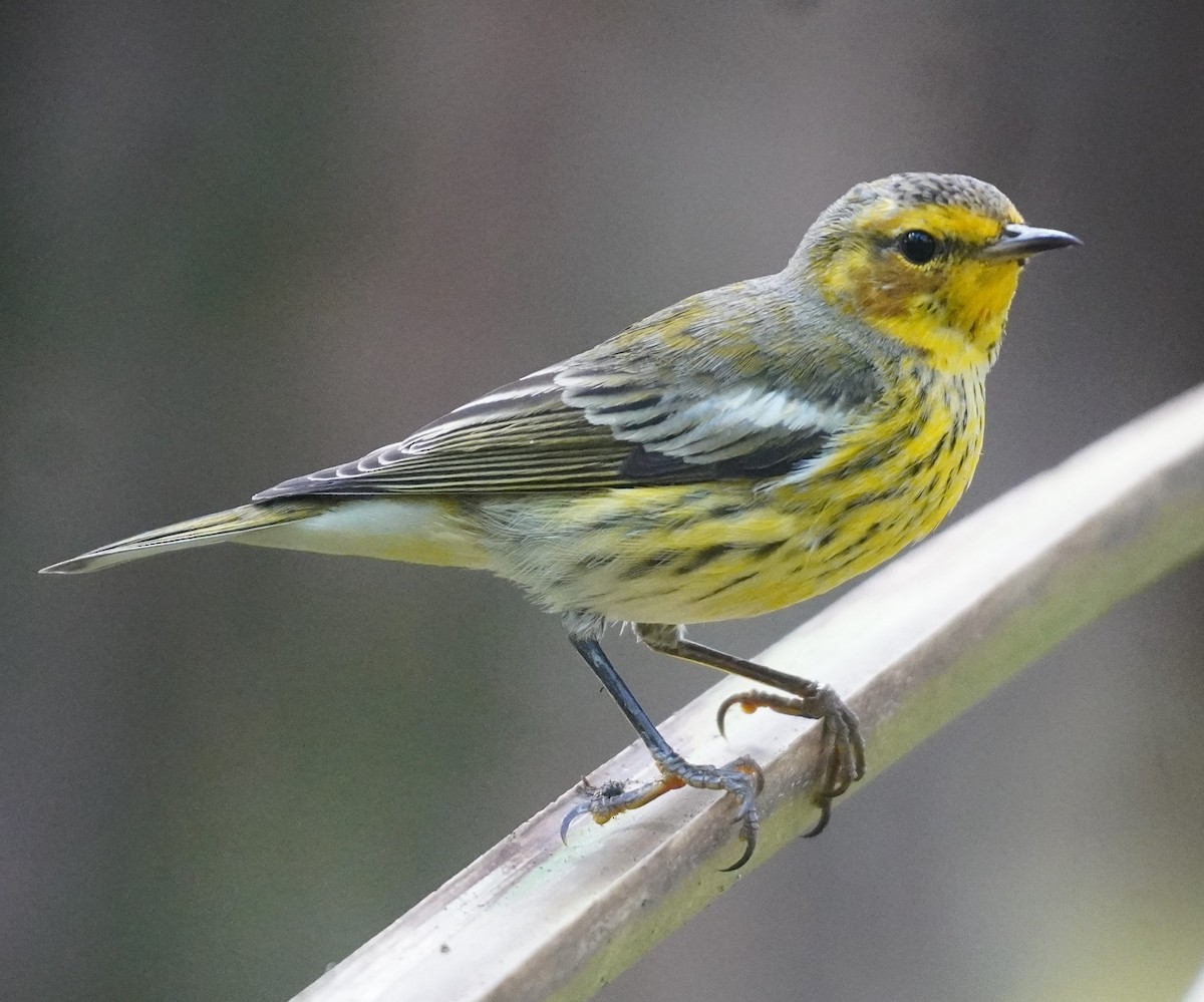 ホオアカアメリカムシクイ - ML645896494