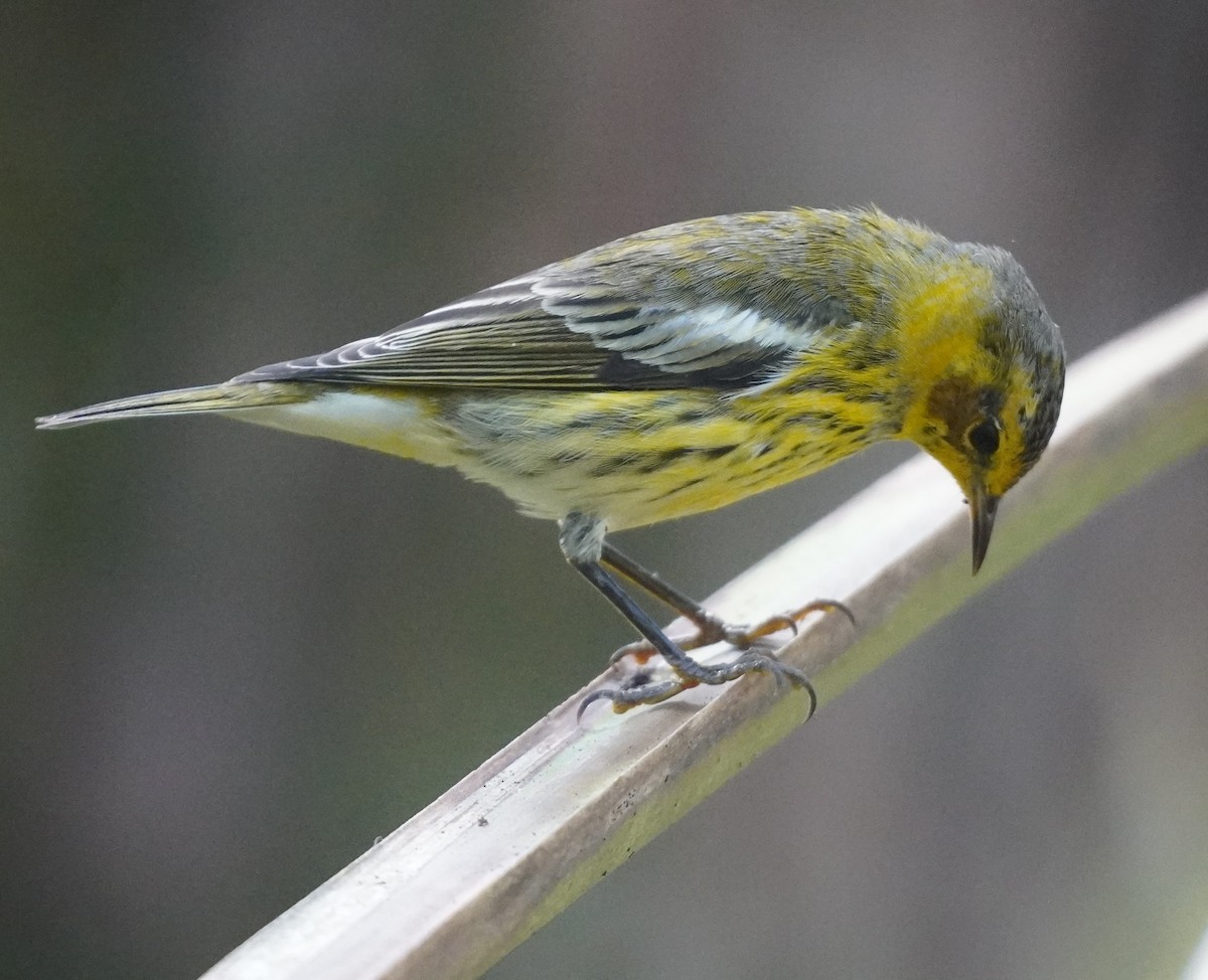 ホオアカアメリカムシクイ - ML645896495