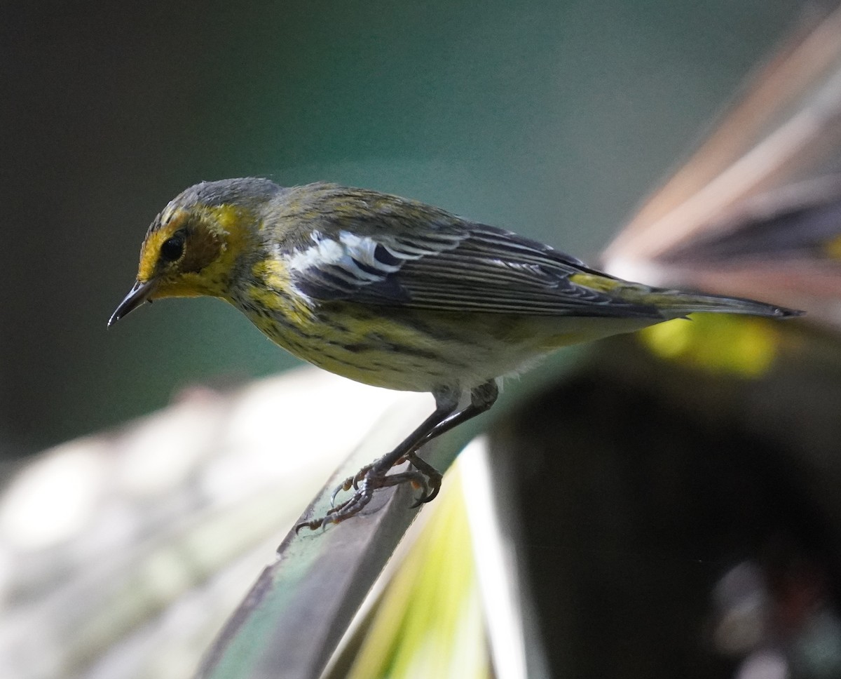 ホオアカアメリカムシクイ - ML645896496