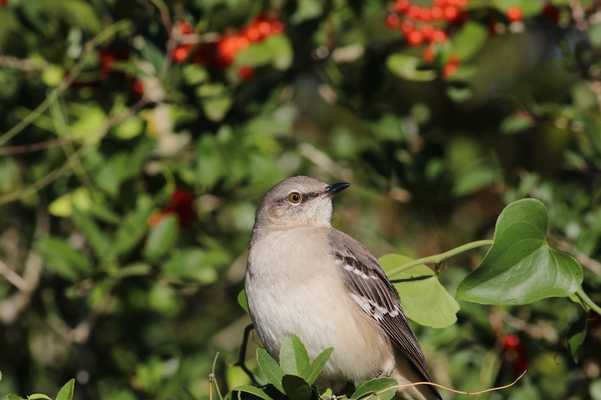 Northern Mockingbird - ML645896501