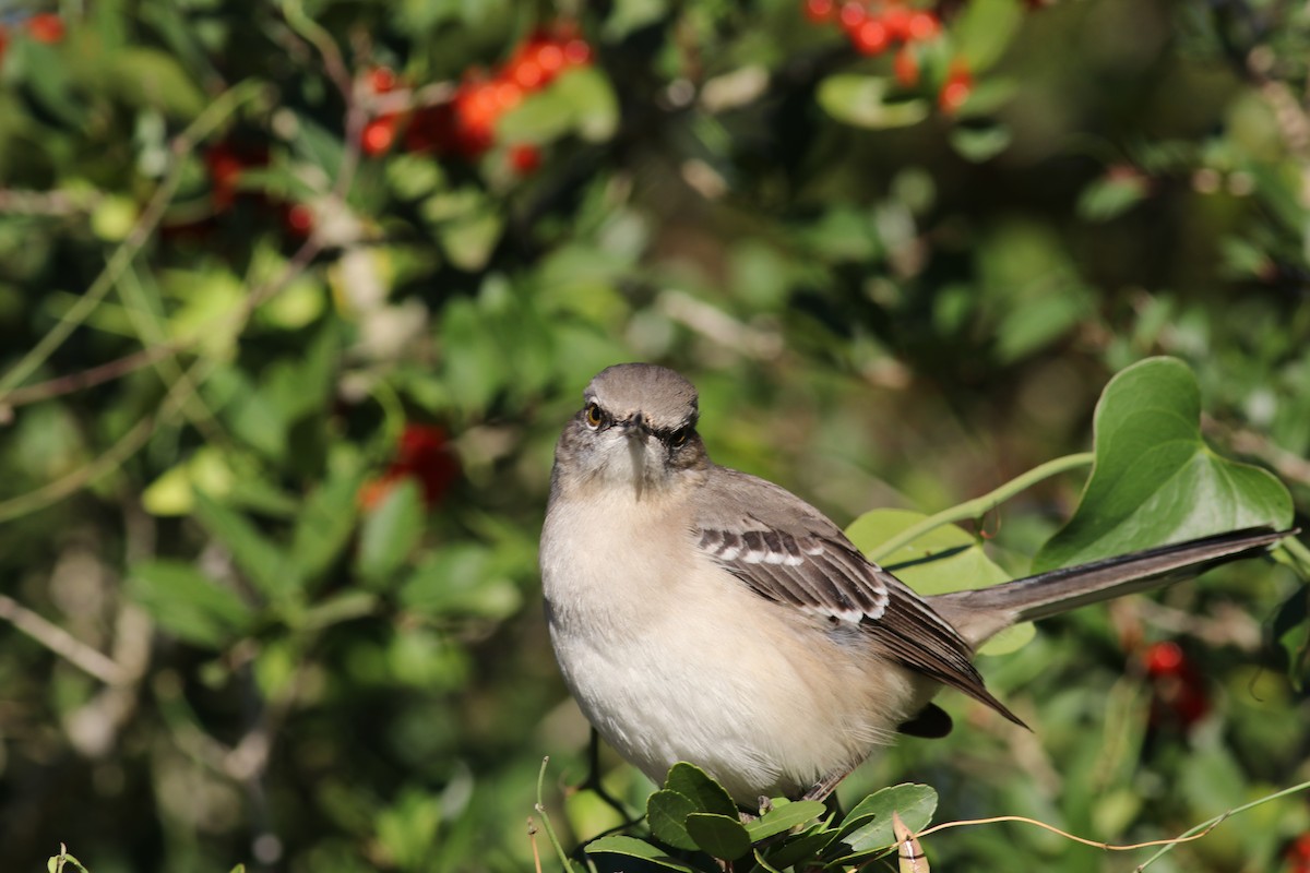 Northern Mockingbird - ML645896503