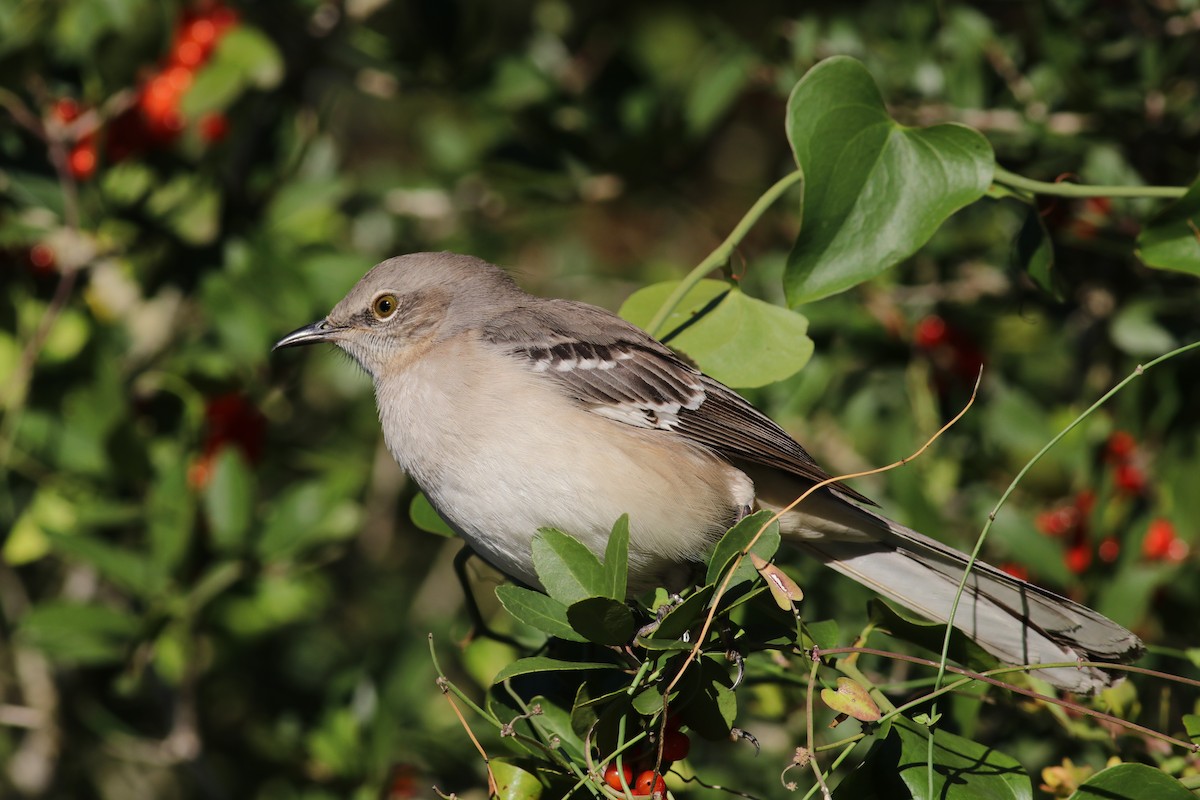Northern Mockingbird - ML645896504