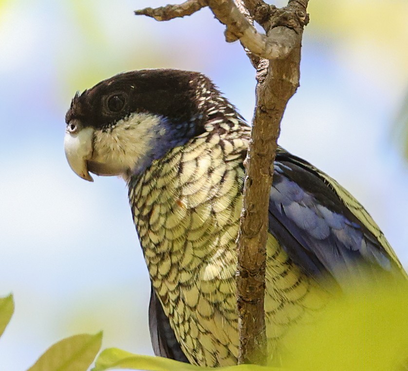Northern Rosella - ML645896506