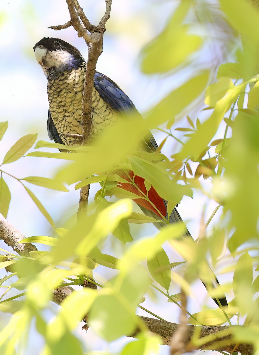 Northern Rosella - ML645896507