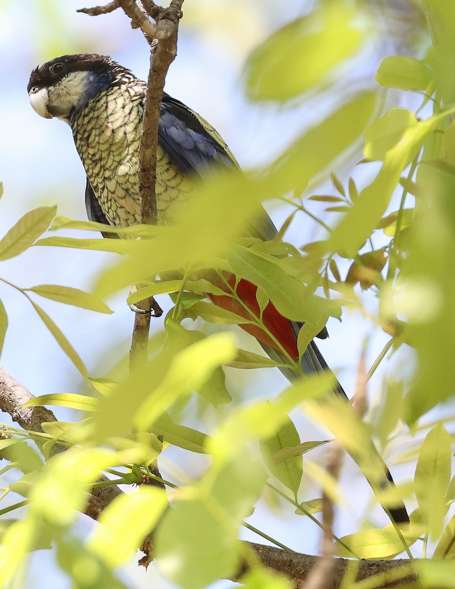 Northern Rosella - ML645896508