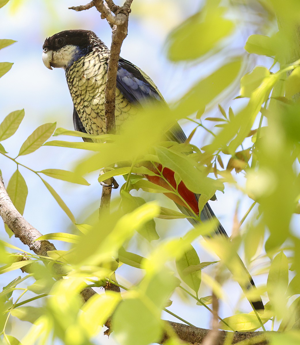 Northern Rosella - ML645896510