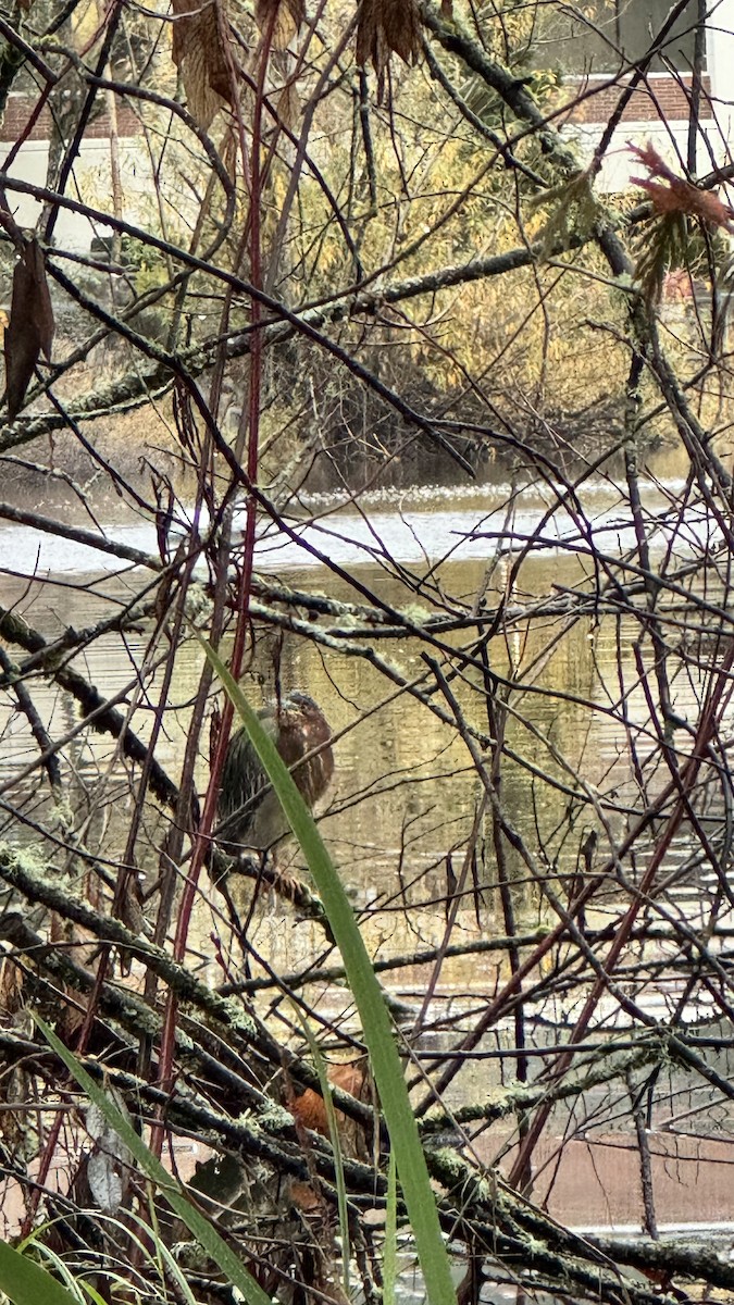 Green Heron - ML645896513