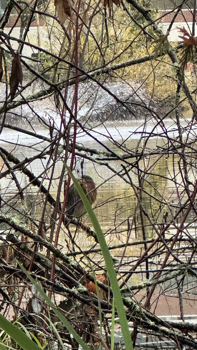 Green Heron - ML645896514