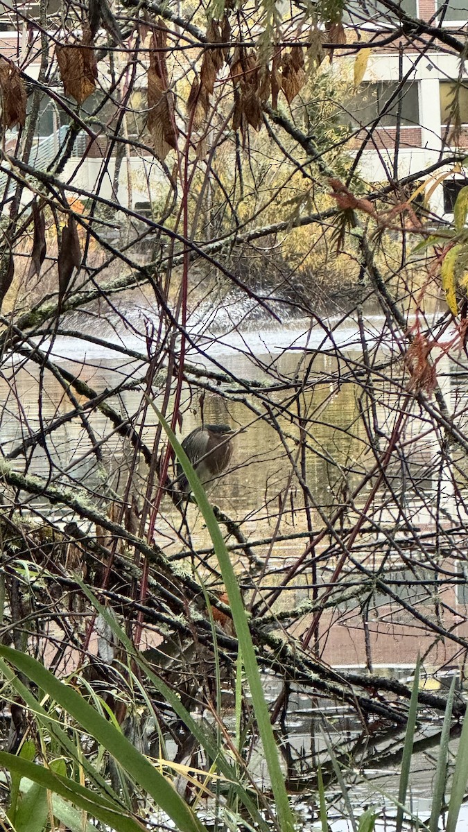 Green Heron - ML645896515