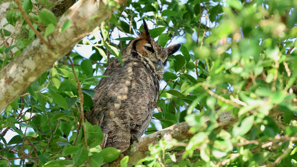 výr virginský - ML645896517