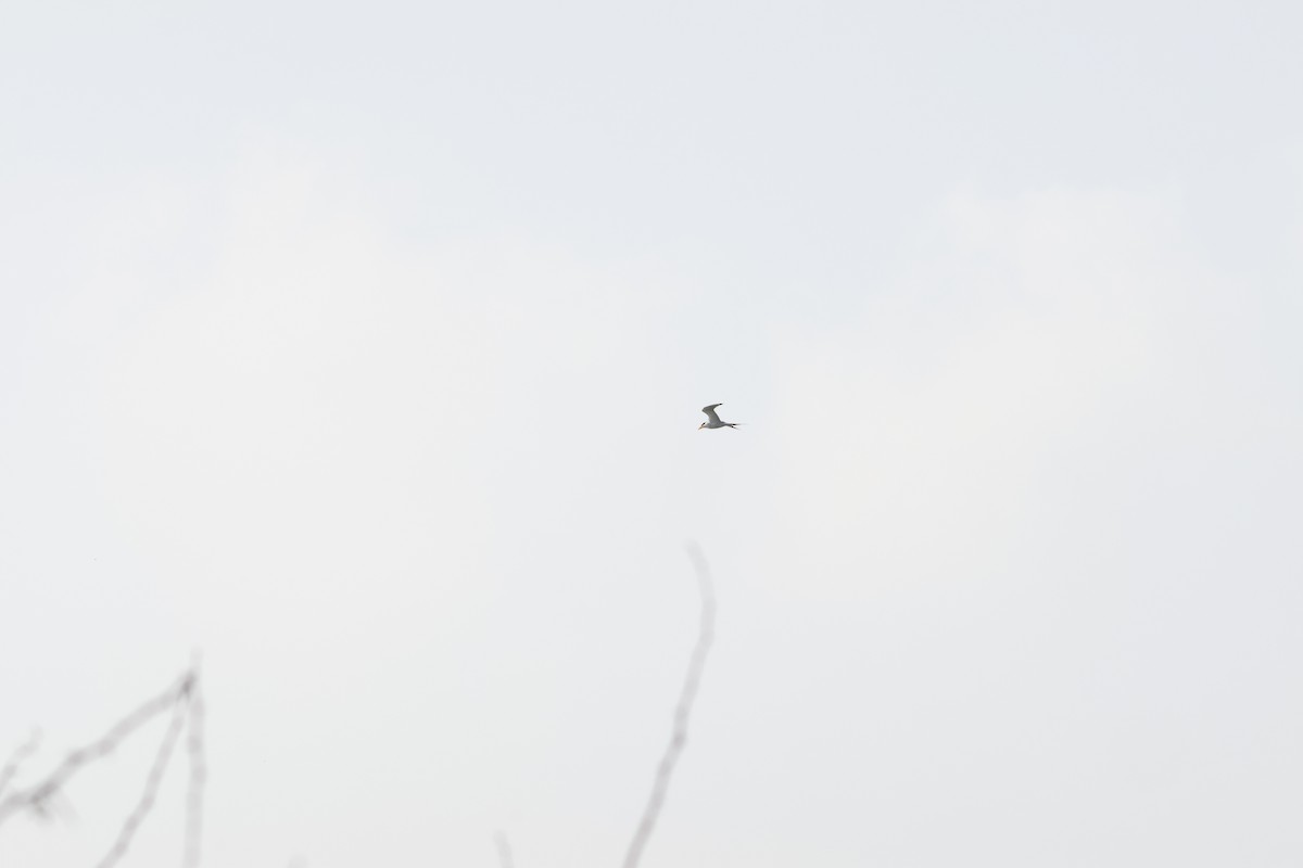 カワアジサシ - ML645896521