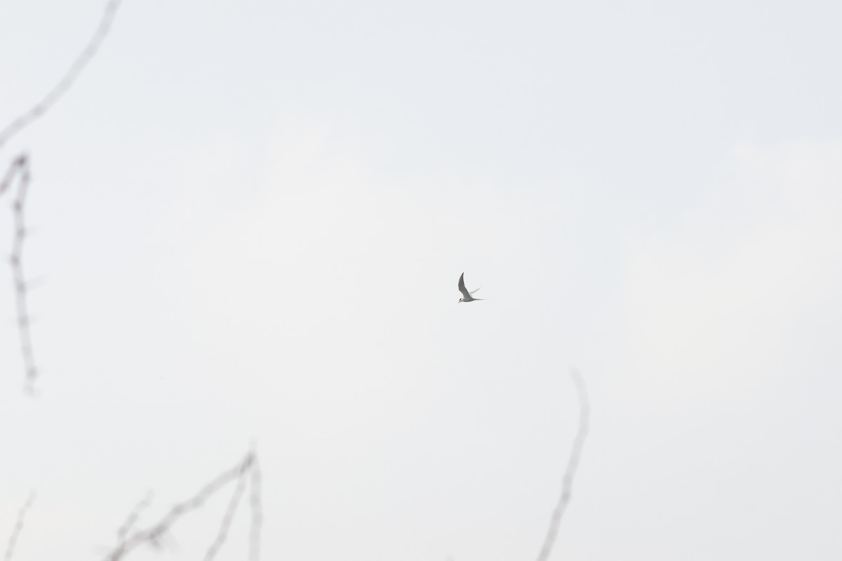 カワアジサシ - ML645896522