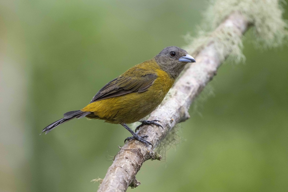 Large-footed Finch - ML645896544