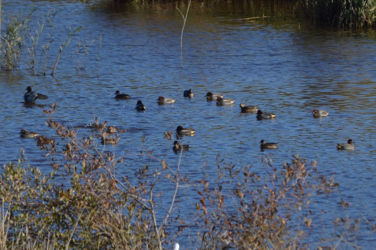 Çamurcun - ML645896545