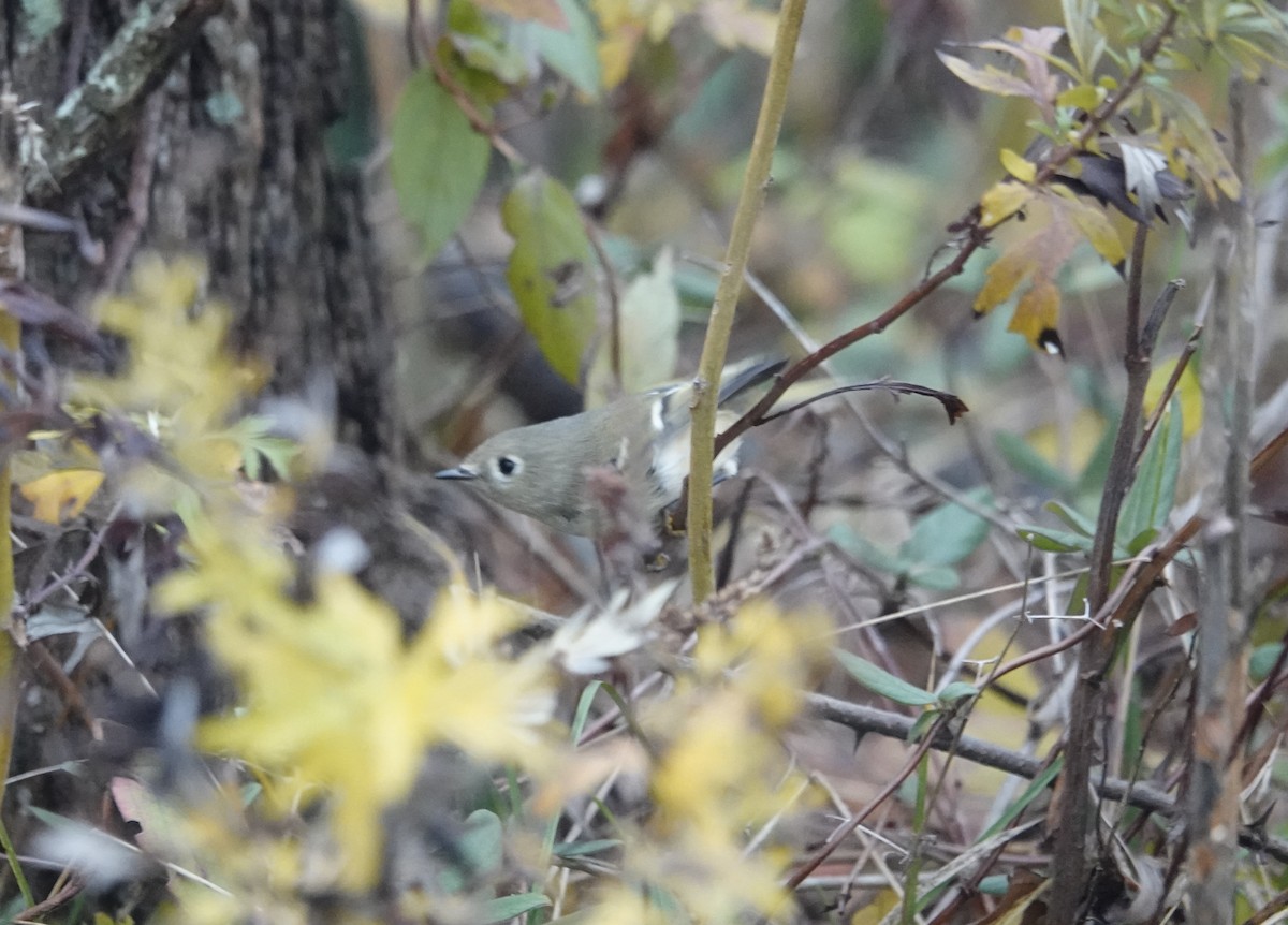 Ruby-crowned Kinglet - ML645896555