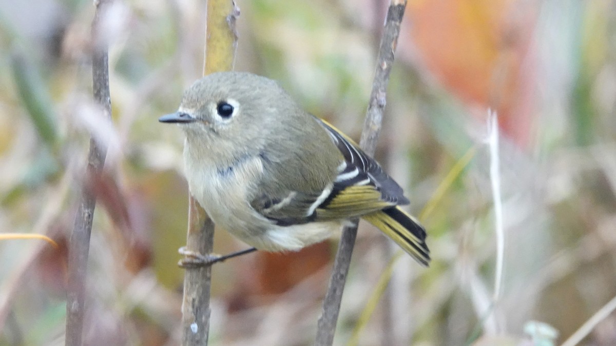Ruby-crowned Kinglet - ML645896557