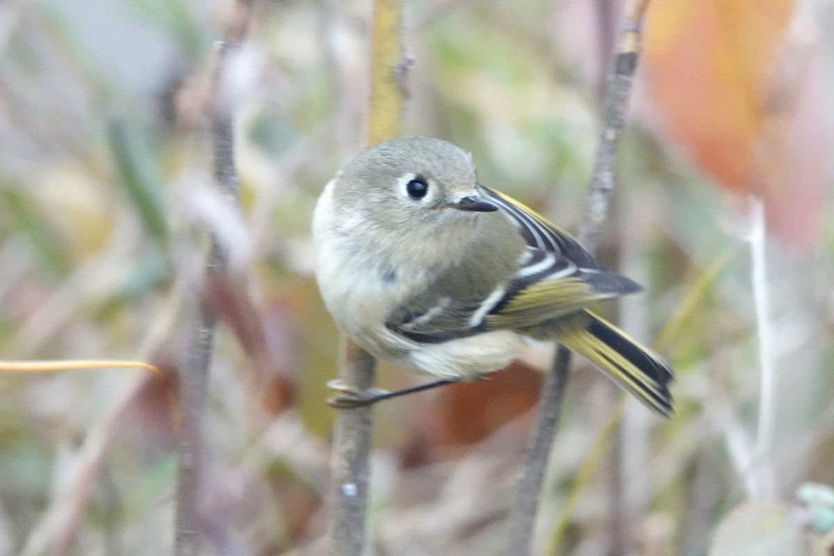 Ruby-crowned Kinglet - ML645896558