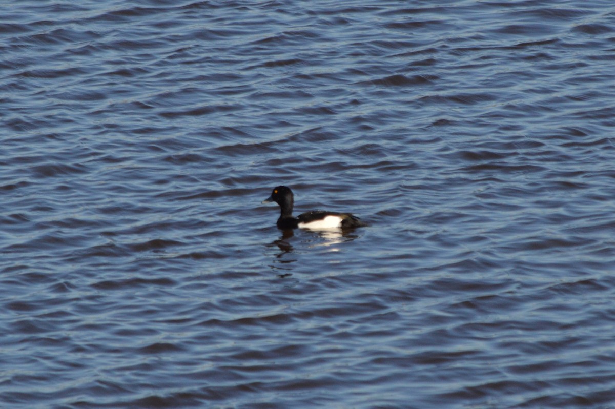 Murgilari mottoduna - ML645896561