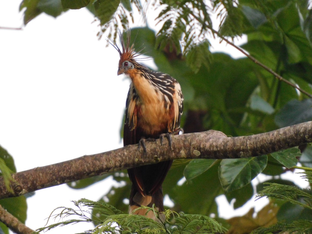 Hoatzina - ML645896566