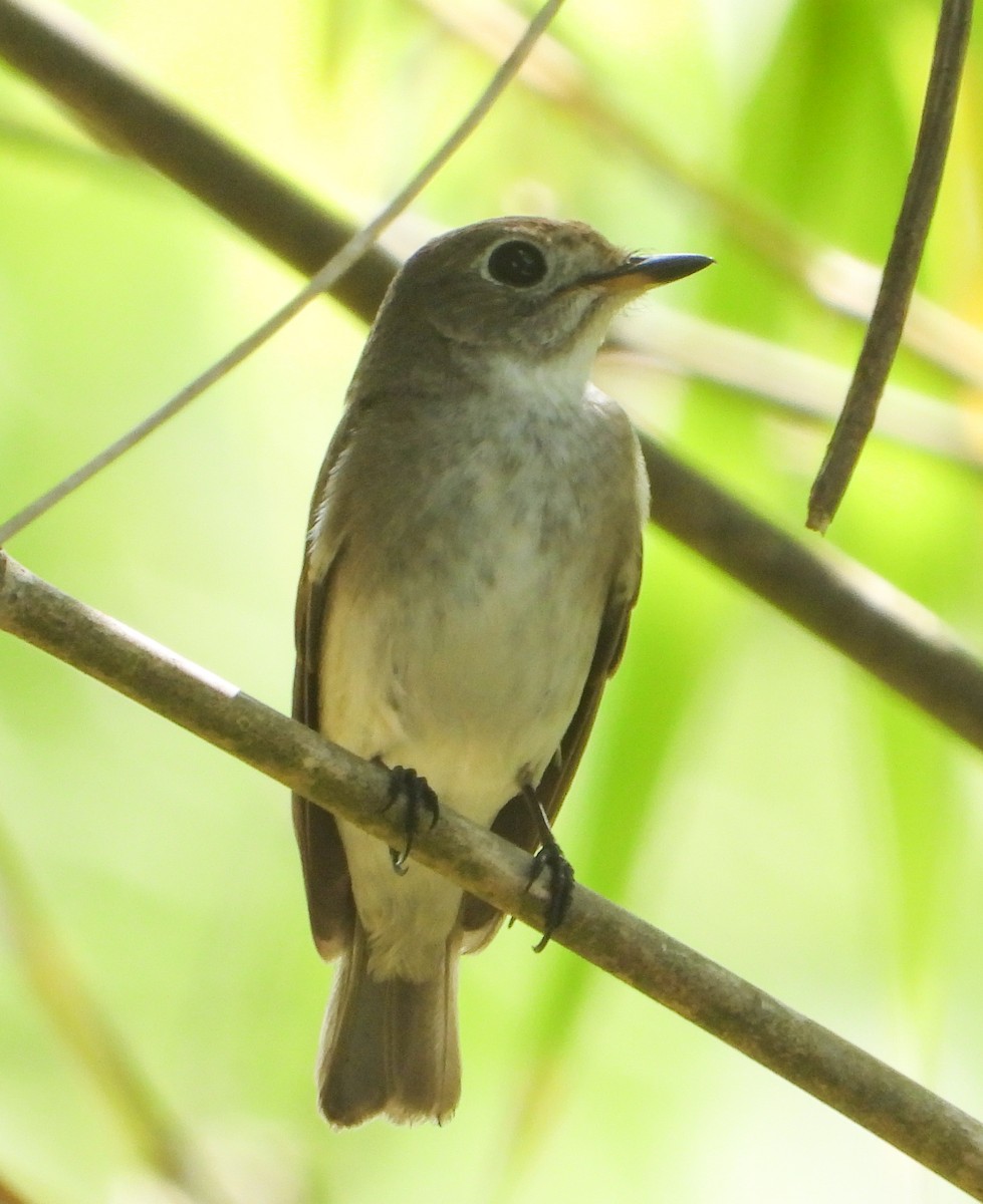 Euli-txori arrea - ML645896567