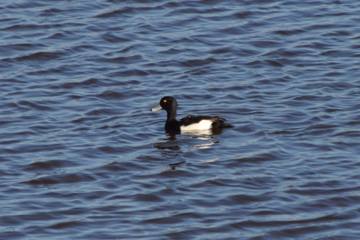 Murgilari mottoduna - ML645896568