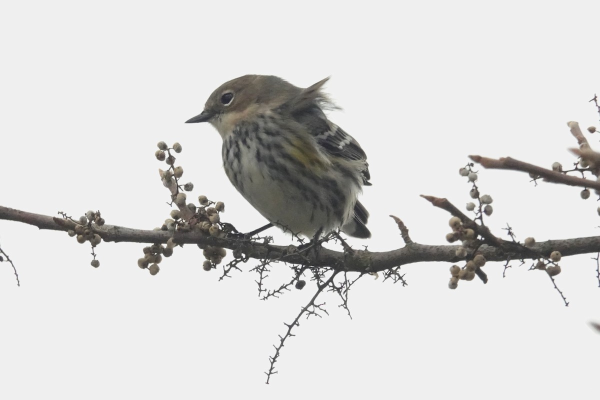 Yellow-rumped Warbler (Myrtle) - ML645896569