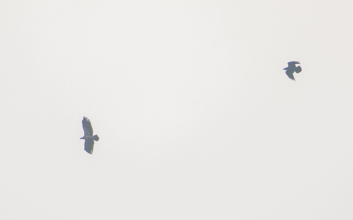 Greater Spotted Eagle - ML645896586