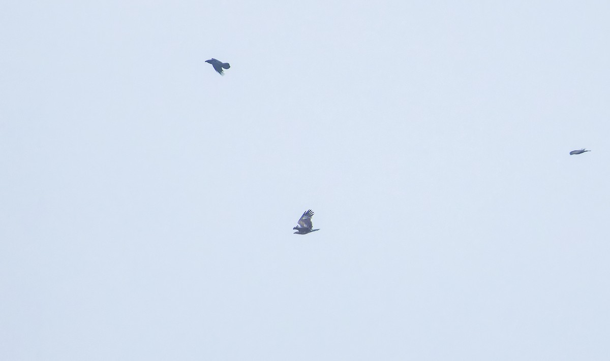 Greater Spotted Eagle - ML645896589