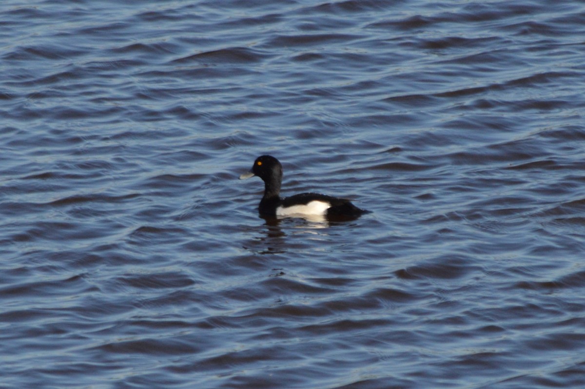 Murgilari mottoduna - ML645896591