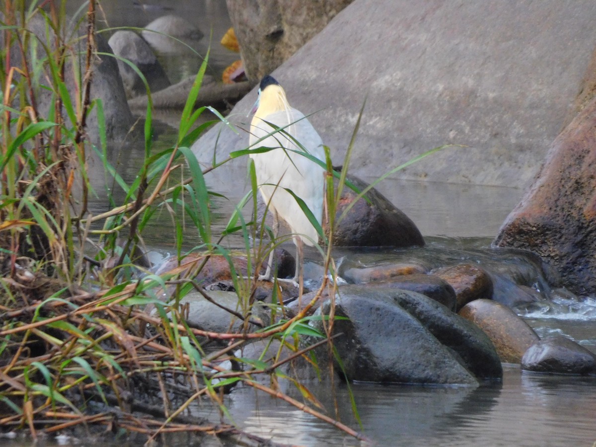 Capped Heron - ML645896593
