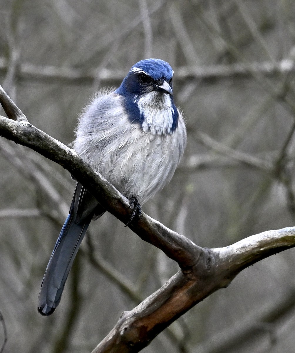 California Scrub-Jay - ML645896594