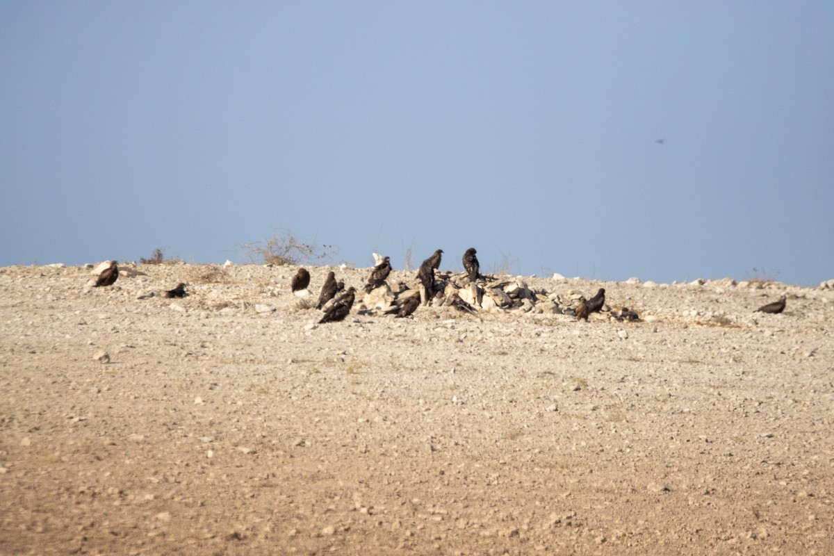 Miru beltza - ML645896598