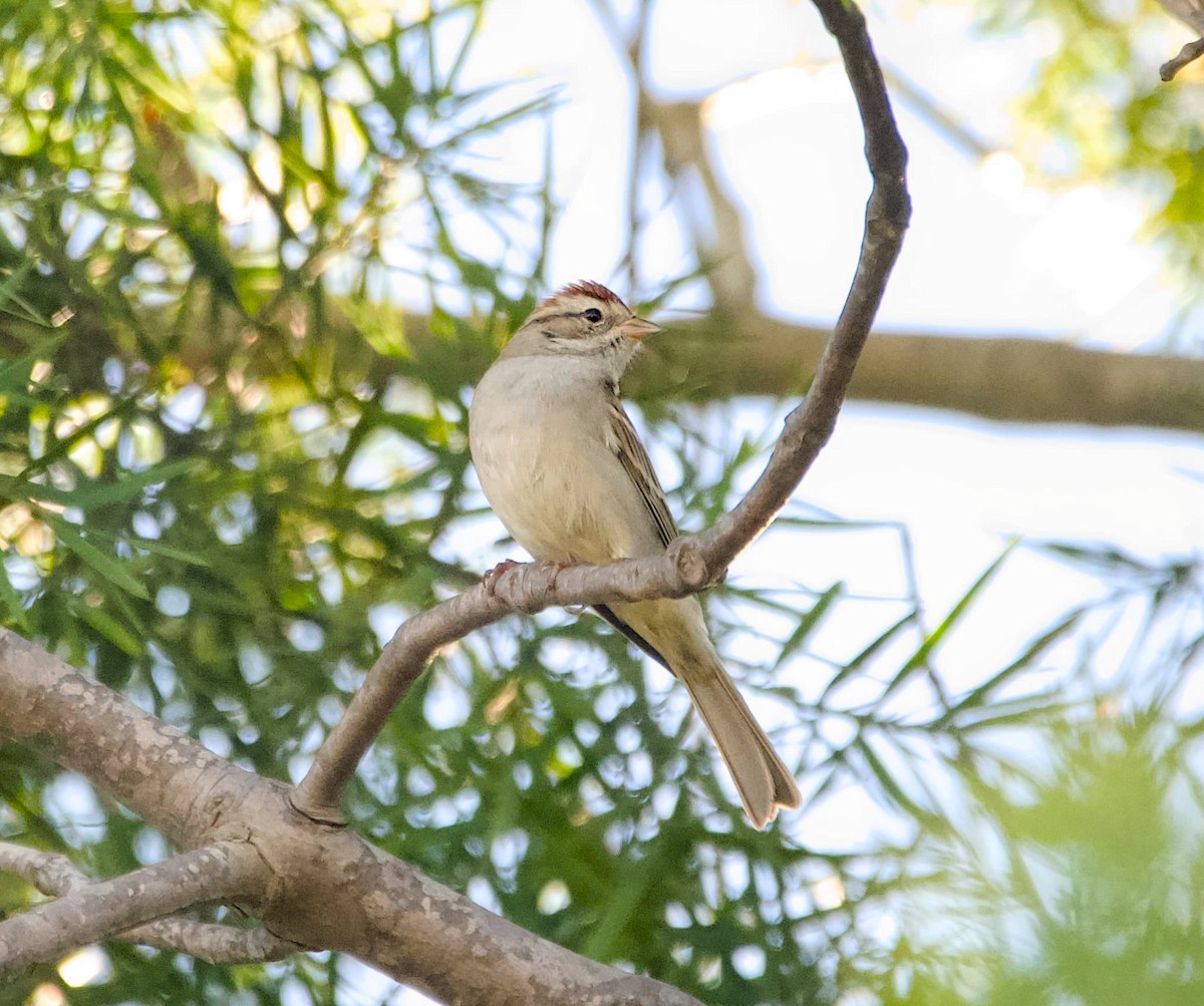 Chipping Sparrow - ML645896601