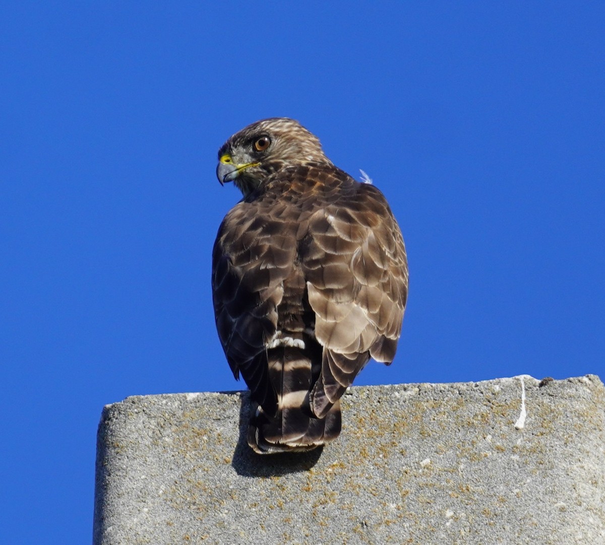 Broad-winged Hawk - ML645896603